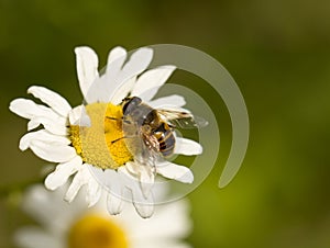 Bee on yellow and white flower