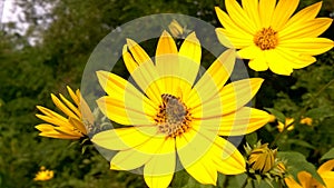 Bee on yellow wild flower
