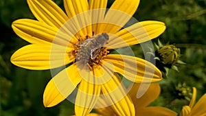 Bee on yellow wild flower