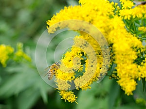 Bee On Yellow Wild Flower