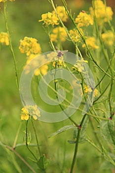 Bee on yellow wildflower