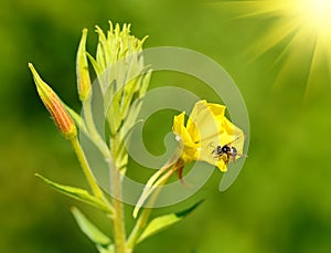 Bee on a yellow wildflower