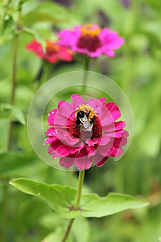 Bee on Youth-and-age, or common zinnia flowers in a garden