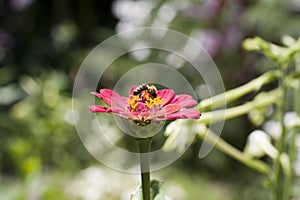 Bee on zinnias