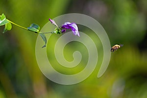 Beeautiful Encounter: A Honey Bee Flying Next to a Playful Rubbervine Flower
