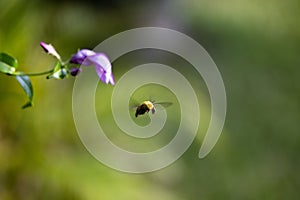 Beeautiful Encounter: A Honey Bee Flying Next to a Playful Rubbervine Flower