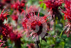Beebalm flowering plant - Monarda didyma red flowers, close up