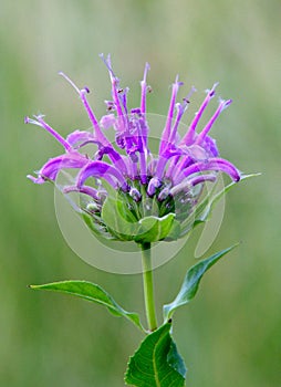 Purple Beebalm Blooming in a Botanical Garden.