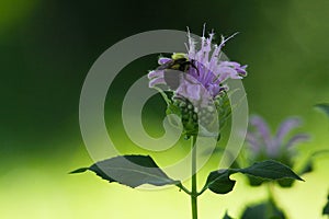 Bergamot blossom with Bumblebee and Glowing Green Background - Monarda