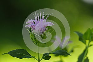 Bergamot blossom with Glowing Green Background - Monarda