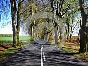 Beech alley near Naclaw