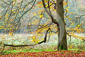 Beech in Autumn