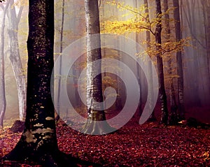 Beech autumn forest in the fog in the early morning. Gloomy fantastic magic forest.