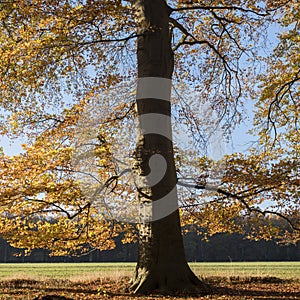 Beech autumn leaves and sunlight in dutch november forest in hol