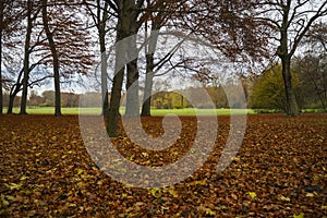 Beech in Autumn, low Point of View. Englischer Garten