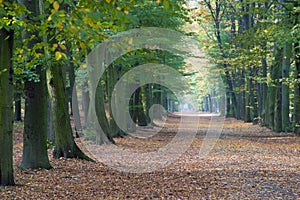 Beech avenue without people