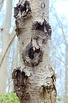 Beech Bark Disease on a solitary tree trunk