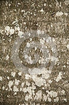Beech bark texture background
