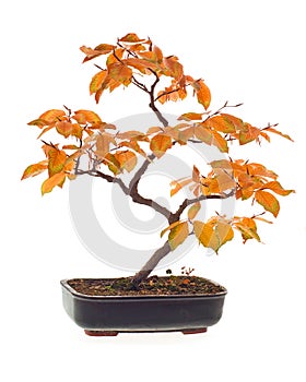 Beech bonsai