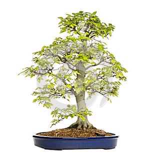 Beech bonsai tree, fagus sylvatica