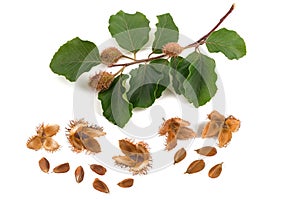 Beech branch with beechnuts