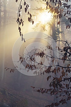 Beech branch with dry leaves and sun shining through morning fog in background