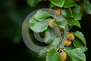 Beech branches with beech nuts in the summer forest. Natural background