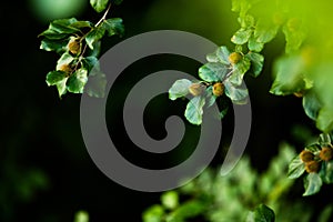 Beech branches with beech nuts in the summer forest. Natural background