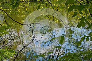 beech branches with fresh green spring leaves and blue sky with clouds reflecting in the water