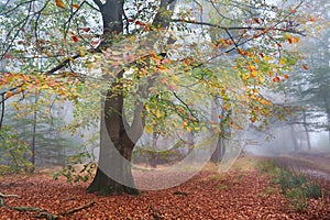 Beech colorful tree in misty autumn forest