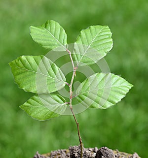 Beech, Fagus, sylvatica