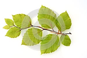 Beech, Fagus, sylvatica