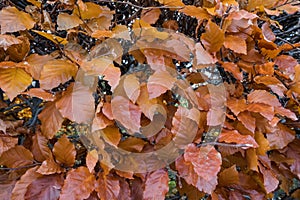 Beech Fagus sylvatica. Autumn leaves on a hedge, Fagus sylvatica