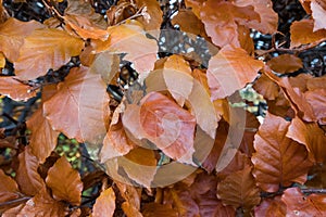 Beech Fagus sylvatica. Autumn leaves on a hedge, Fagus sylvatica