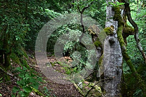 Beech Fagus sylvatica forest in Orbaitzeta, northern Navarre, Pyrenees