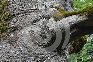 Beech Fagus sylvatica forest in Orbaitzeta, northern Navarre, Pyrenees