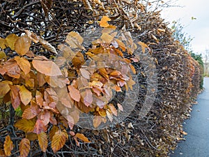 Beech Fagus sylvatica. Some autumn leaves left on a long hedge