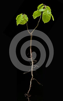 Beech  Fagus  sylvatica  sprout