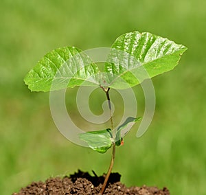 Beech  Fagus  sylvatica  sprout