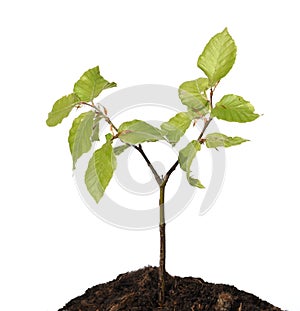Beech Fagus sylvatica sprout