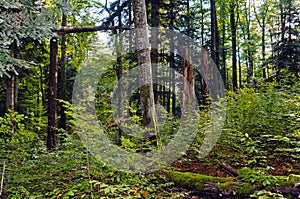 Beech-fir forest reserve