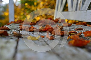 Beech foliage on an old white wooden bench