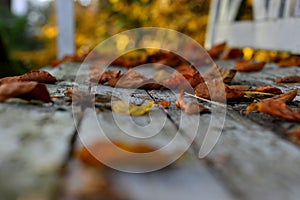 Beech foliage on an old white wooden bench