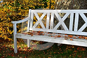 Beech foliage on an old white wooden bench