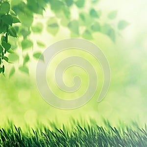 Beech fores, abstract spring backgrounds