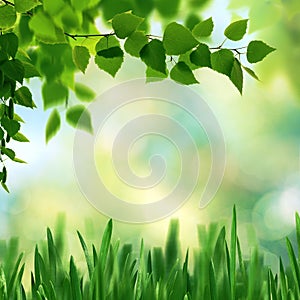 Beech fores, abstract spring backgrounds