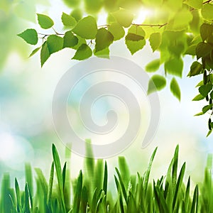 Beech fores, abstract spring backgrounds