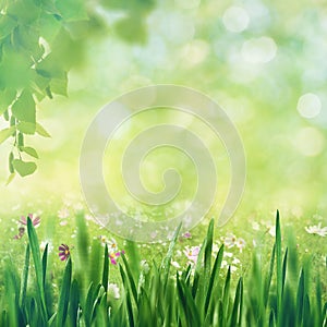 Beech fores, abstract spring backgrounds