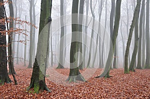 Beech forest photo