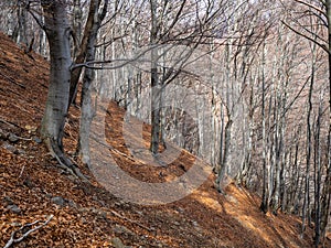 Beech forest as viewed form Hiking Trail to Alpe Cavrua in Val Grande National Park